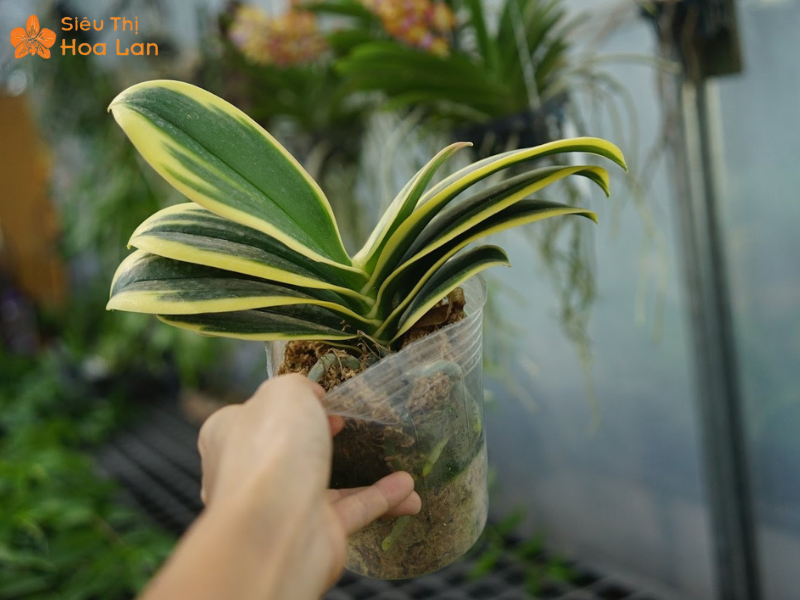 Lan Hồ Điệp Lá Biên Chậu trồng lan hồ điệp lá biên