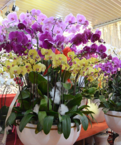 Bó Hoa Lan Hồ Điệp Tươi Siêu Xinh Đẹp, Ý Nghĩa Và Sang Trọng Bậc Nhất lan hồ điệp làm quà