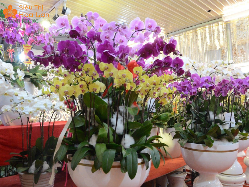 Bó Hoa Lan Hồ Điệp Tươi Siêu Xinh Đẹp, Ý Nghĩa Và Sang Trọng Bậc Nhất lan hồ điệp làm quà