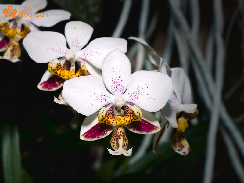 Chậu Lan Hồ Điệp Philippin Đặc Điểm, Ý Nghĩa Và Kỹ Thuật Nuôi Trồng Lan hồ điệp trắng họa tiết