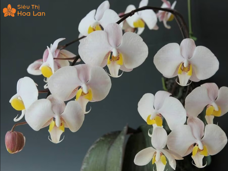 Chậu Lan Hồ Điệp Philippin Đặc Điểm, Ý Nghĩa Và Kỹ Thuật Nuôi Trồng Chậu hoa lan hồ điệp philippin