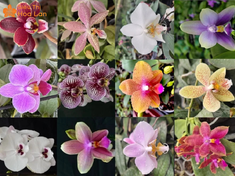Chậu Lan Hồ Điệp Philippin Đặc Điểm, Ý Nghĩa Và Kỹ Thuật Nuôi Trồng Ý nghĩa màu lan hồ điệp