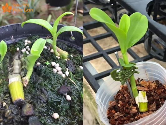 mầm non kie hồ điệp