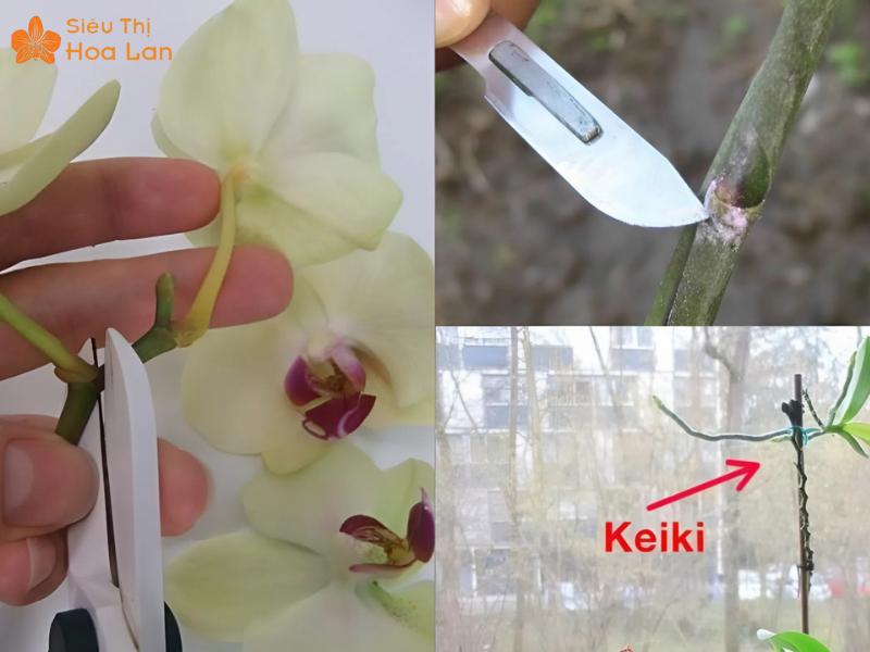 Hướng Dẫn Cách Kích Kie Lan Hồ Điệp An Toàn Và Hiệu Quả Nhanh Chóng cách kích kie hồ điệp