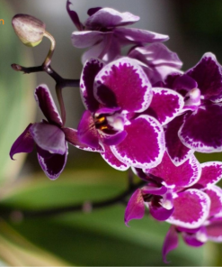 Cách trồng hồ điệp lá biên