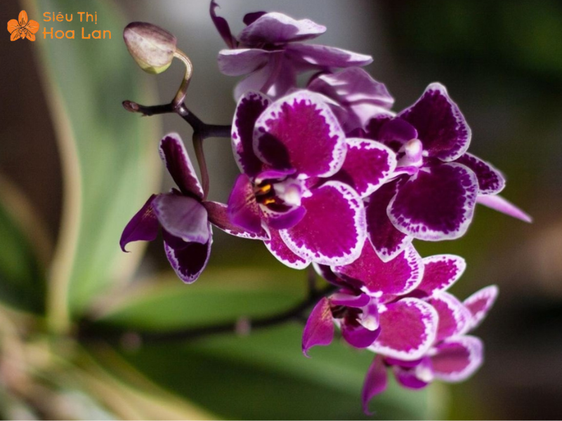 Lan Hồ Điệp Lá Biên Cách trồng hồ điệp lá biên