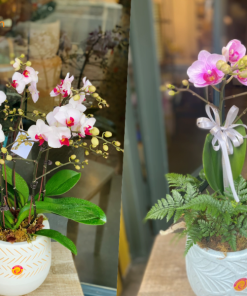 Bó Hoa Lan Hồ Điệp Tươi Siêu Xinh Đẹp, Ý Nghĩa Và Sang Trọng Bậc Nhất hoa lan phong thủy đẹp, ý nghĩa