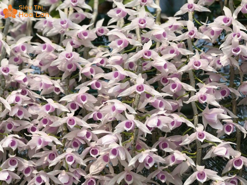 Lan Hồ Điệp Màu Nào Đắt Nhất? Top Các Loại Lan Hiếm Giá Tiền Triệu lan hồ điệp loại nào đắt nhất