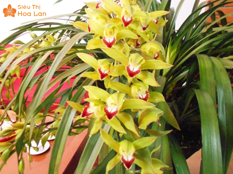 Lan Hồ Điệp Màu Nào Đắt Nhất? Top Các Loại Lan Hiếm Giá Tiền Triệu Địa lan kiếm trần mộng