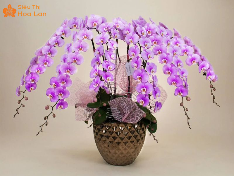 Lan Hồ Điệp Màu Nào Đắt Nhất? Top Các Loại Lan Hiếm Giá Tiền Triệu Lan Nữ Hoàng Nhật tinh khôi