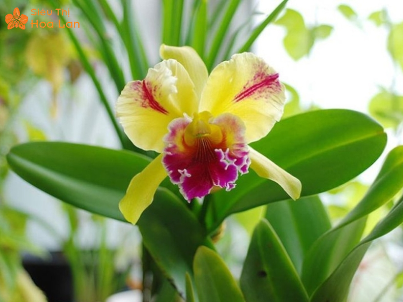 Lan Hồ Điệp Màu Nào Đắt Nhất? Top Các Loại Lan Hiếm Giá Tiền Triệu Lan Shenzhen Nongke đắt nhất thế giới