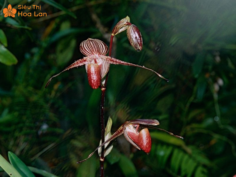 Lan Hồ Điệp Màu Nào Đắt Nhất? Top Các Loại Lan Hiếm Giá Tiền Triệu Lan Rothschild hiếm đẳng cấp