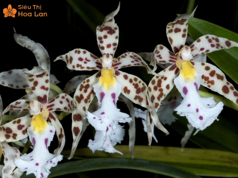 Lan Hồ Điệp Màu Nào Đắt Nhất? Top Các Loại Lan Hiếm Giá Tiền Triệu Lan Odontoglossum hiếm và đắt đỏ