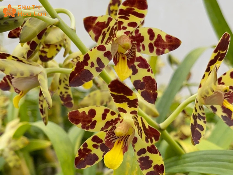 Lan Hồ Điệp Màu Nào Đắt Nhất? Top Các Loại Lan Hiếm Giá Tiền Triệu Hoa lan Giant Ansellia hiếm quý