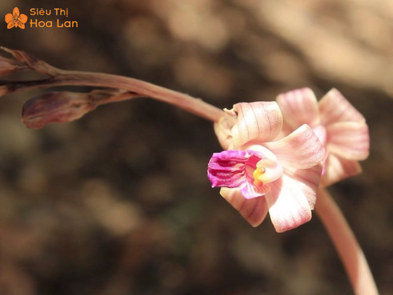 Lan Hồ Điệp Màu Nào Đắt Nhất? Top Các Loại Lan Hiếm Giá Tiền Triệu Lan Coleman’s Coralroot tím hiếm