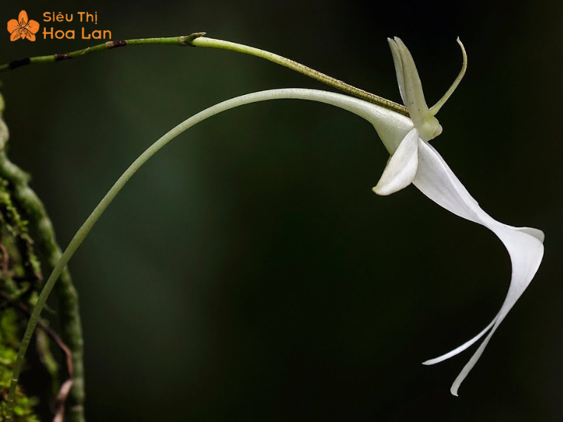 Lan Hồ Điệp Màu Nào Đắt Nhất? Top Các Loại Lan Hiếm Giá Tiền Triệu Lan Hochstetter cánh bướm hiếm