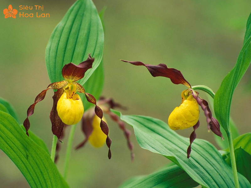 Lan Hồ Điệp Màu Nào Đắt Nhất? Top Các Loại Lan Hiếm Giá Tiền Triệu Lan Hài Vàng Tím hiếm quý