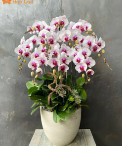 Giá bình hoa lan màu tím trắng