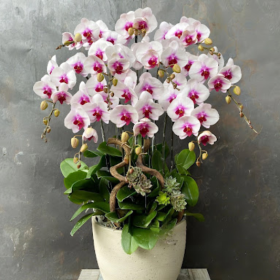 Hoa Lan Tím Trắng Hoa Lan Tím Trắng