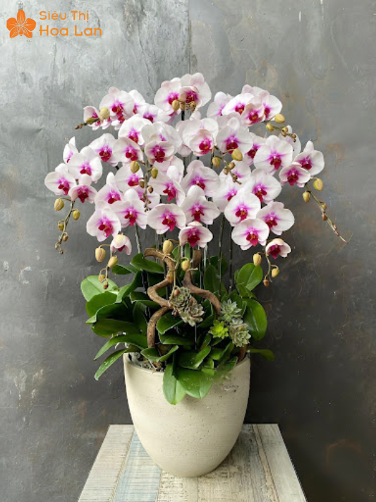 Hoa Lan Tím Trắng Giá bình hoa lan màu tím trắng