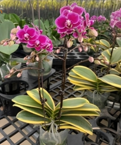 Chăm hồ điệp lá biên