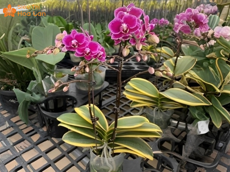 Lan Hồ Điệp Lá Biên Chăm hồ điệp lá biên