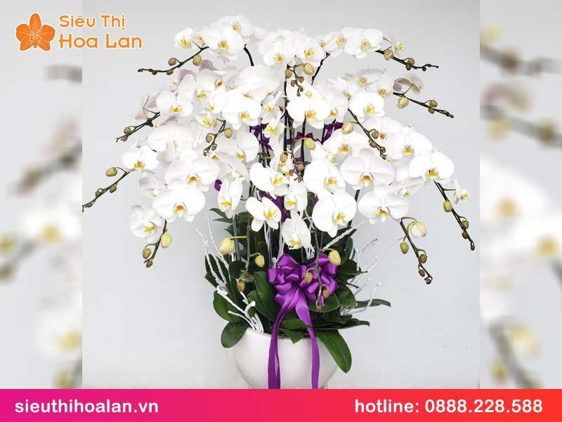 Bó Hoa Lan Hồ Điệp Tươi Siêu Xinh Đẹp, Ý Nghĩa Và Sang Trọng Bậc Nhất đặt mua bó lan hồ điệp