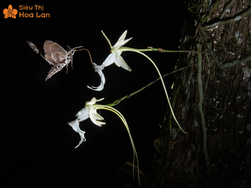 Lan Hồ Điệp Màu Nào Đắt Nhất? Top Các Loại Lan Hiếm Giá Tiền Triệu Phong Lan Ma hiếm quý