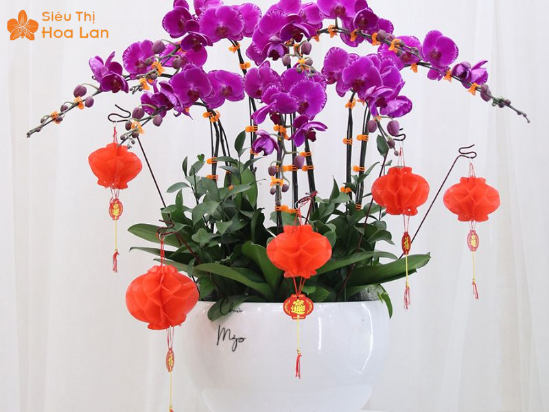 Lan Hồ Điệp Màu Nào Đắt Nhất? Top Các Loại Lan Hiếm Giá Tiền Triệu Giá hoa hồ điệp biến đổi