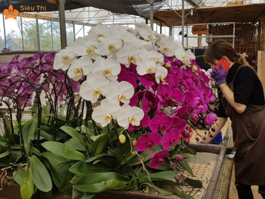 Siêu Thị Hoa Lan bán lan hồ điệp