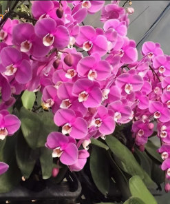 trang trí lan hồ điệp