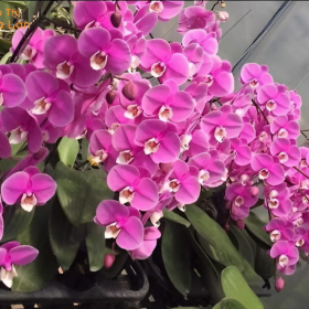 trang trí lan hồ điệp