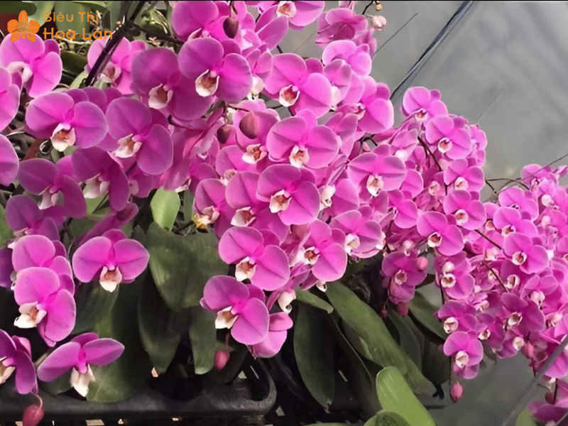 Chậu Hoa Lan Hồ Điệp Băng Băng Ghép Lũa Size Bé Duyên Dáng, Sang Trọng trang trí lan hồ điệp