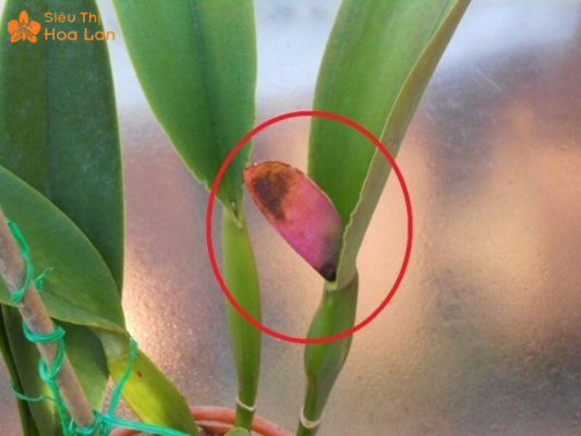 Lan hồ điệp biểu hiện vàng nụ