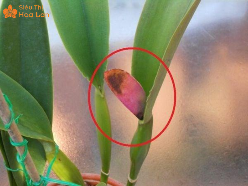 Lan hồ điệp biểu hiện vàng nụ