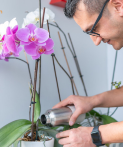 kỹ thuật chăm lan băng băng