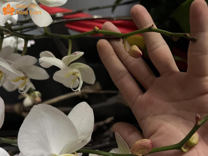 Lan Hồ Điệp Bị Vàng Nụ Dấu Hiện, Nguyên Nhân Và Cách Chăm Sóc Hiệu Quả lan hồ điệp thiếu dưỡng chất