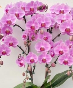 chăm hồ điệp 8 cây đúng cách