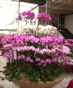 Lan Hồ Điệp Tím 8 Cây hoa hồ điệp tím 8 cây