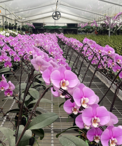 ý nghĩa hồ điệp khủng long