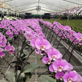 ý nghĩa hồ điệp khủng long