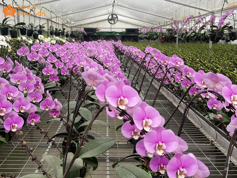 Hồ Điệp Khủng Long ý nghĩa hồ điệp khủng long