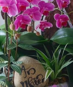 Lan Hồ Điệp Tím 50 Cành Chậu lan hồ điệp tím đẹp