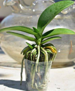 Hồ Điệp Dorital giống cây hoa Hồ điệp Dorital