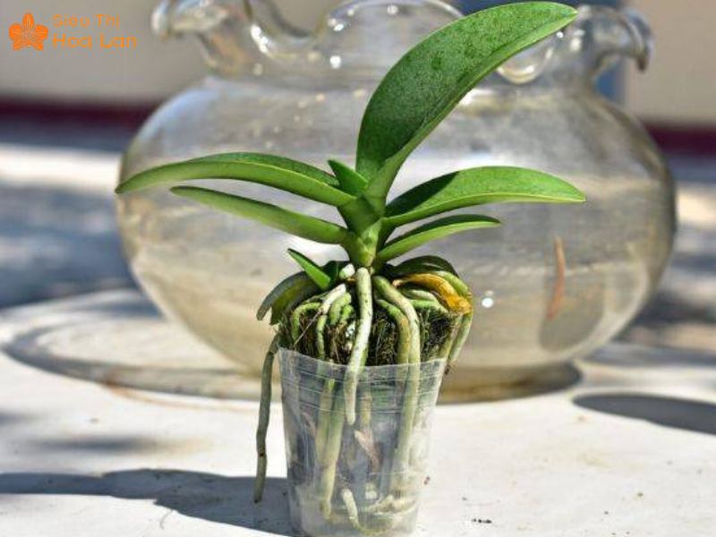 Hồ Điệp Dorital giống cây hoa Hồ điệp Dorital