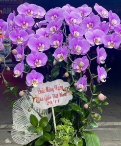 hồ điệp 8 cành màu tím đẹp