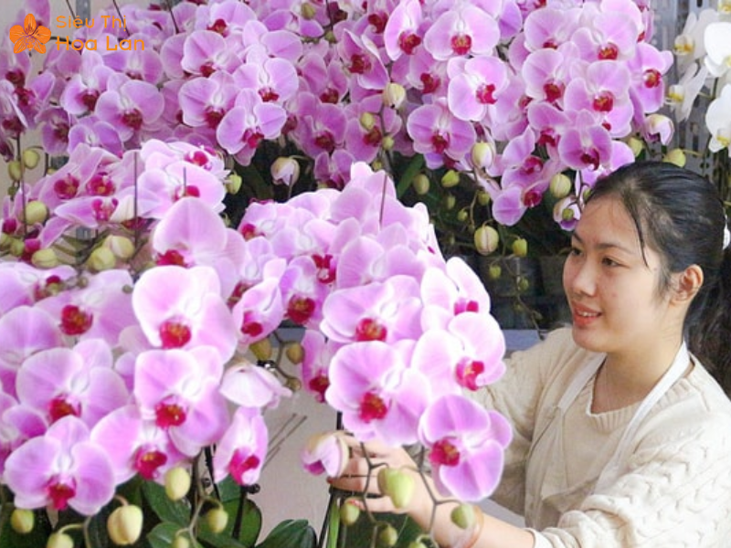 Hồ Điệp Khủng Long tặng hoa hồ điệp khủng long