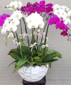 Lan hồ điệp cao cấp