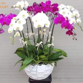 Lan Hồ Điệp Tím 50 Cành