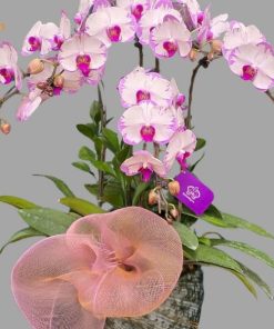 Lan Hồ Điệp Tím 50 Cành Chậu lan hồ điệp tím trắng